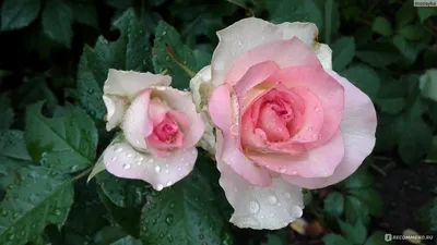Потрясающая фотография сорта розы малибу
