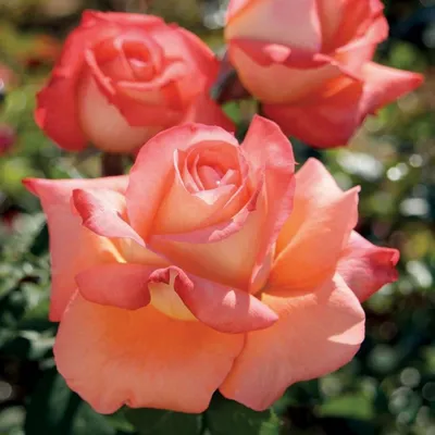 Возможность выбора размера и формата для скачивания фото розы малибу