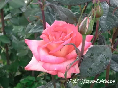 Великолепное фото сорта розы малибу
