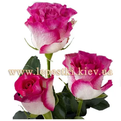 Фотография розы малибу для дизайна