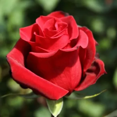 Роза малибу в прекрасном изображении