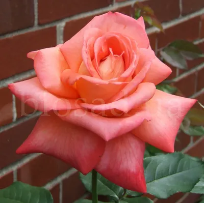 Фотка розы малибу в формате png
