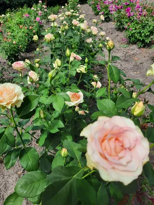 Уникальная фотография розы малибу для скачивания