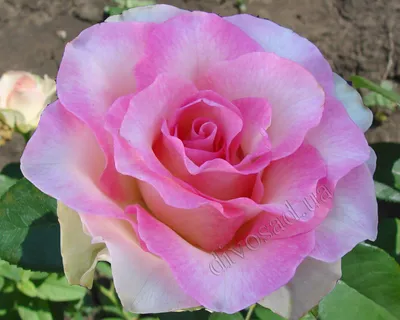Изображение розы малибу в формате webp
