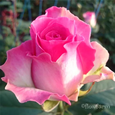 Фотография сорта розы малибу с выбором размера