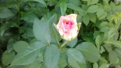 Превосходная роза малибу на фотографии