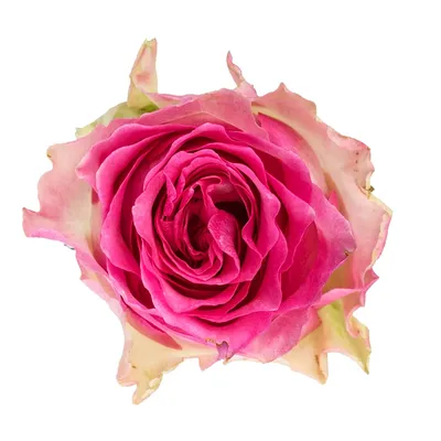Фото сорта розы малибу в качественном jpg