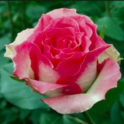 Фотография сорта розы малибу в высоком разрешении