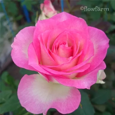 Роза малибу в формате png для загрузки