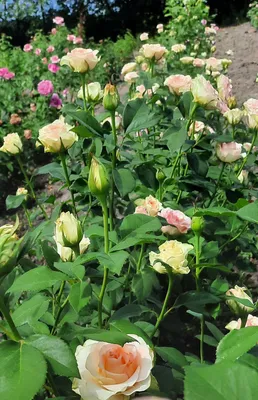 Фотка сорта розы малибу в формате webp