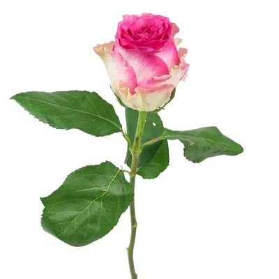 Лучшая фотография розы малибу с опцией выбора размера