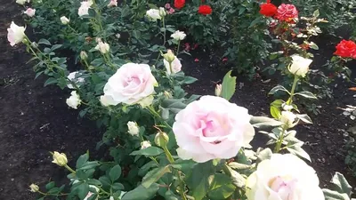 Фото розы малибу с разнообразными форматами для скачивания