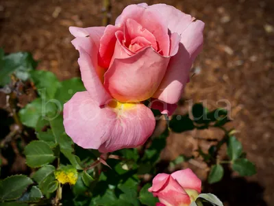 Изысканная роза малибу на фотографии