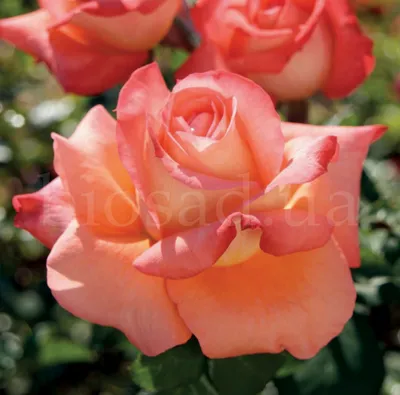 Фотография розы малибу в высокой четкости в формате jpg
