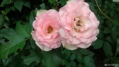 Удивительное изображение сорта розы малибу