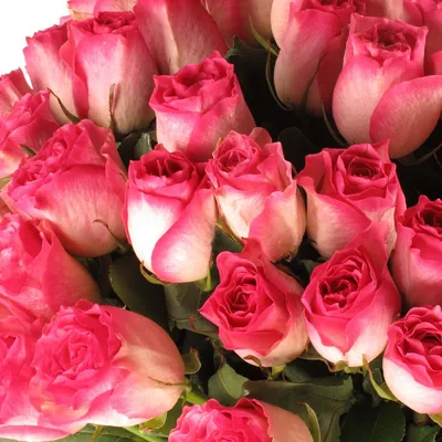 Фото розы малибу в формате png с возможностью скачать