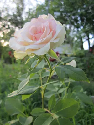 Роза малибу на красивой картинке