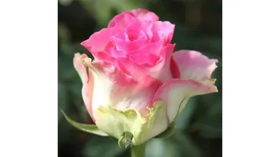 Картинка розы малибу на прекрасной фотографии