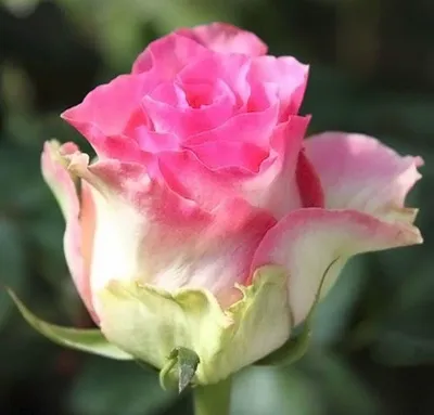 Изящная фотка розы малибу с выбором размера