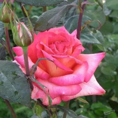 Прекрасное изображение розы малибу с разнообразными форматами для скачивания