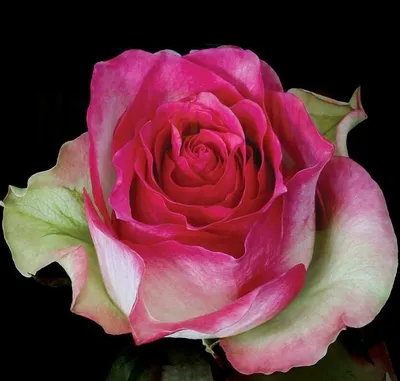 Завораживающая красота розы малибу на фото