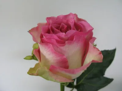 Фотография розы малибу для скачивания