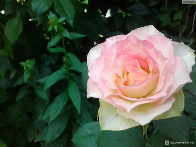 Красивое изображение сорта розы малибу