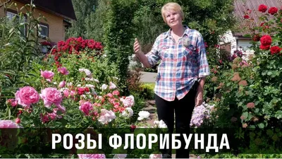 Фото роз для сибири в формате webp: наслаждайтесь качеством и компактностью одновременно