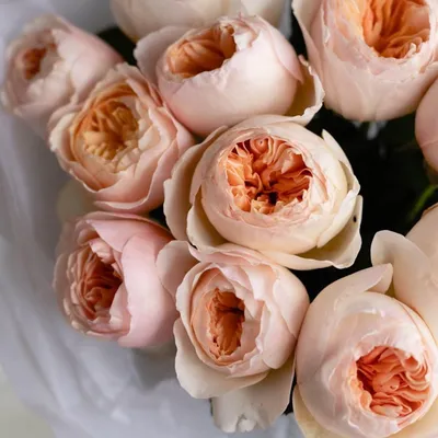 Картинки сортовых роз: сохраните красоту на весь экран
