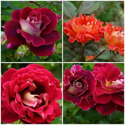 Сортовые розы: превосходные фото живых цветов