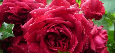 Фотографии сортовых роз: сохраните красоту на весь год