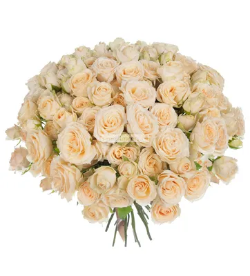 Фото сортовых роз: выбирайте свой любимый вид