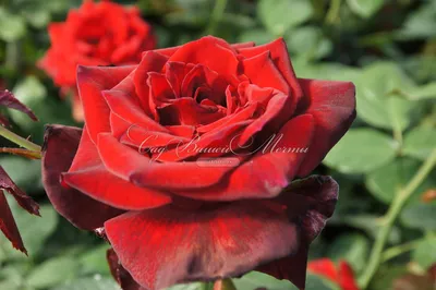 Сортовые розы: фотографии с детализацией каждого лепестка