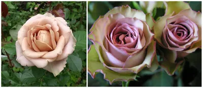 Изображения сортовых роз: порадуйте глаз красотой
