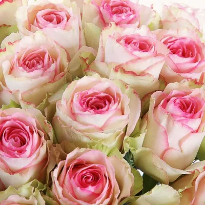 Фото сортовых роз: выберите свой идеальный формат