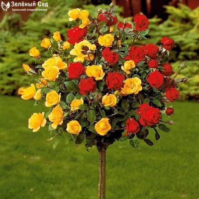 Фото сортовых роз: позвольте красоте расцвести