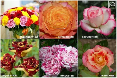 Фотографии сортовых роз: живые и реалистичные