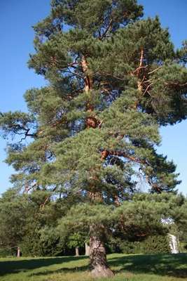 Сосна дерева  фото