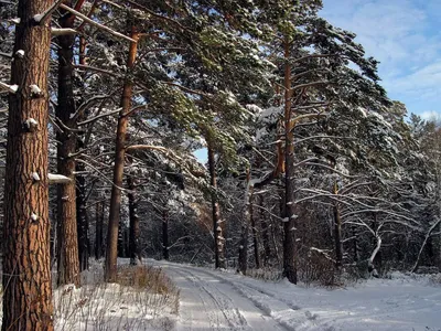 Искусство зимней природы: Сосны в снегу