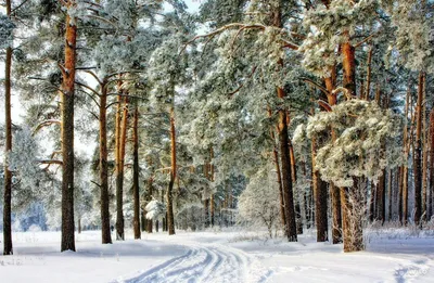 Замороженная красота: Сосны зимой на фото