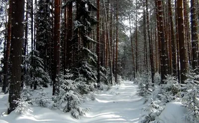 Фотоальбом зимних картин: Сосны во всей красе