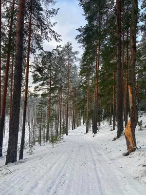 Снежные сокровища: Фотографии зимнего леса