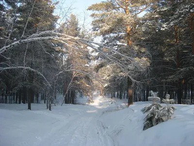 Фотоискусство зимы: Сосновые аллеи