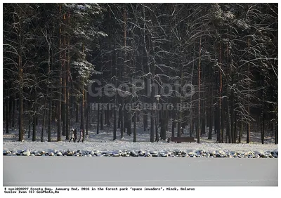 Зимний покой: Фотографии заснеженного леса