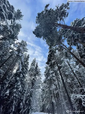 Зимний феерверк: Фотографии зимнего леса