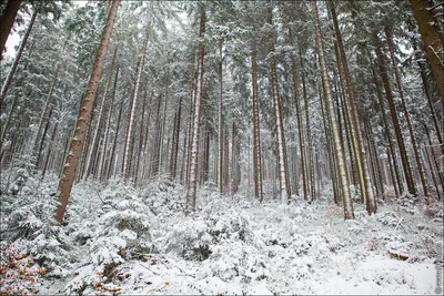 Зимний рай: Фотографии соснового леса