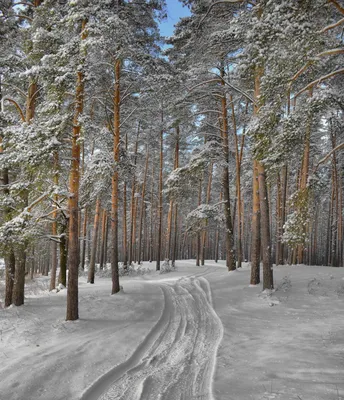Сосновый лес зимой: Пленительная красота в каждом пикселе