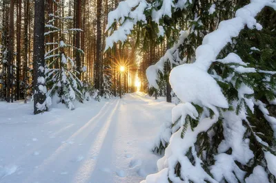 Сосновый лес зимой: Великолепие природы в разрешении на выбор