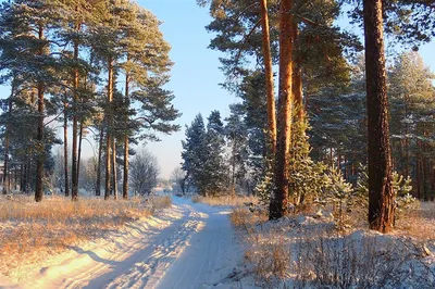 Сосновый лес зимой: Фотография природы в PNG формате