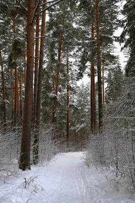 Зимний лес в объективе камеры: Размер на выбор, формат - JPG